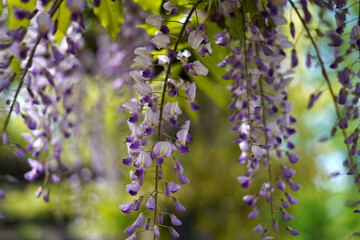 purple lilac flowers