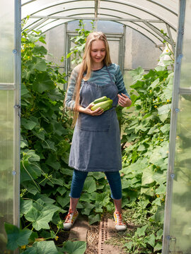 beautiful girl with long blond hair in jeans and utility apron picks fresh cucumbers in greenhouse in her own vegetable garden. Green plant bushes, rich harvest, good care