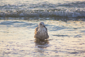 snowy owl on the beach