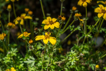 yellow flowers in spring
