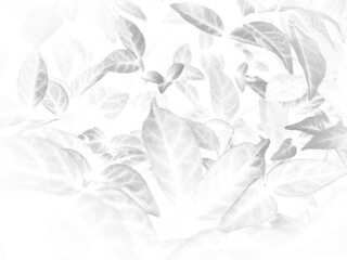 Beautiful abstract color gray and white flowers on white background and light pink flower frame and white leaves texture, dark background, colorful graphics banner, white leaves