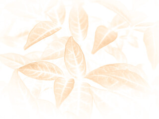 Beautiful abstract color brown and yellow flowers on white background and orange flower frame and brown leaves texture, brown background, orange and gold love banner, orange isolated background 