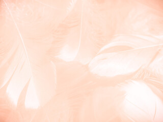 Obraz premium Beautiful abstract orange and white feathers on white background, soft brown feather texture on white pattern background, yellow feather background