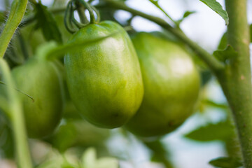 Greenhouse tomato green with leaves, macro