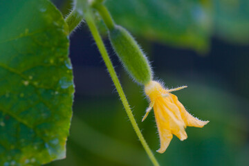 Greenhouse cucumber blooms and forms cucumber green, needles and cucumber leaves visible on the cucumber