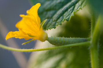 Greenhouse cucumber blooms and forms cucumber green, needles and cucumber leaves visible on the cucumber