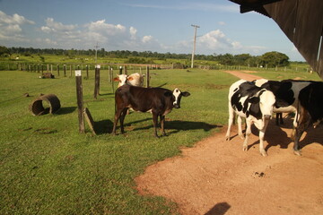 Bovinocultura no estado de Roraima, Amazônia, Brasil