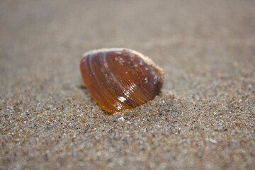 shell on sand