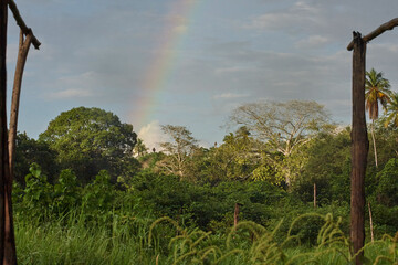 Rural scene of trees and rainbows.