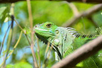 Green Iguana, invasive species, FL
