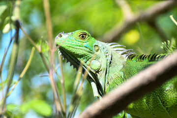 green iguana