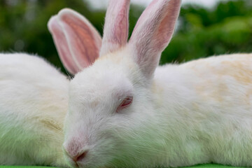 rabbits in the garden
