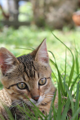 mirada felina