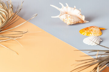 Summer composition. Seashells and dry palm leaves. Copy space.