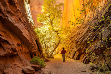 A backlit cottonwood tree in a slot canyon in Grand Staircase-Escalante National Monument, Utah. A...