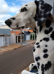 Portrait of a dalmatian dog. Brasil, 2020.