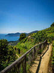 Fototapeta na wymiar Hiking path through the grapevine in Cinque Terre. Tuscany Italy