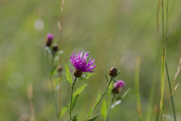 Thistle blossom between meadow herbs with soft bokeh background.