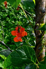 Beans in the garden blooms with red flowers in early summer.

Red scarlet flowers of runner Bean plant (Phaseolus coccineus 'Enorma') growing in the garden.
