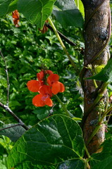 Beans in the garden blooms with red flowers in early summer.

Red scarlet flowers of runner Bean...