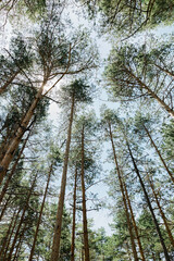 Pine tree forest on a sunny summer day