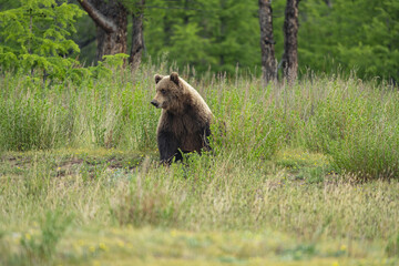 The bear sits in the grass at the edge of the forest