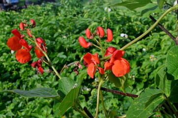 Beans in the garden blooms with red flowers in early summer.

Red scarlet flowers of runner Bean plant (Phaseolus coccineus 'Enorma') growing in the garden.