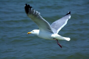 Seemöwe an der Nordsee in Domburg in Holland.