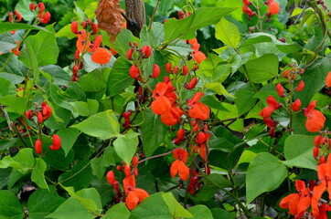 Beans in the garden blooms with red flowers in early summer.

Red scarlet flowers of runner Bean...