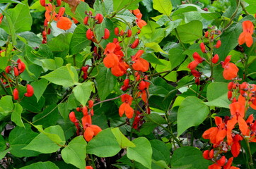 Beans in the garden blooms with red flowers in early summer.

Red scarlet flowers of runner Bean...