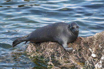Seal on the rocks of Lake Baikal
