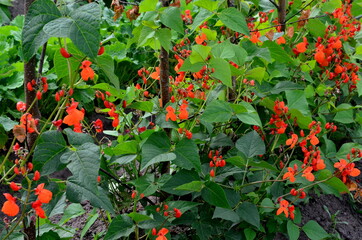Beans in the garden blooms with red flowers in early summer.

Red scarlet flowers of runner Bean...