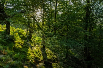 Paisajes de montes del Pais Vasco en la zona de Urnieta y Andoain, Adarra