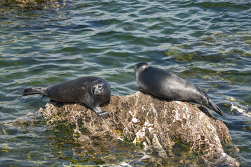 Two seals lying on a large rock