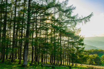 Paisajes de montes del Pais Vasco en la zona de Urnieta y Andoain, Adarra