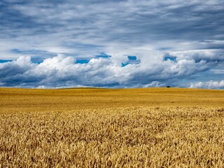 Fototapeta premium Kornfeld Steilküste Boltenhagen