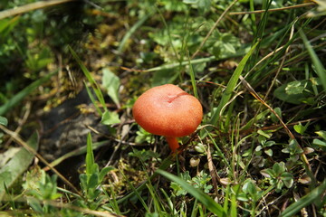 mushroom