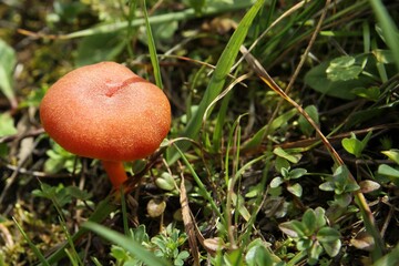 mushroom