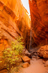 A cottonwood tree in front of a slot canyon in Grand Staircase-Escalante National Monument, Utah.