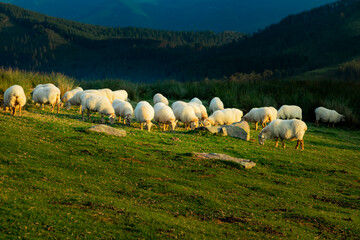 Ovejas del país vasco