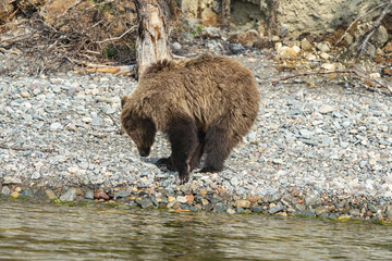 A young bear looking for insects among the stones on the shore