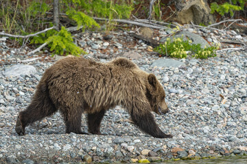 Obraz premium Bear walking on pebbles on the shore of Lake Baikal