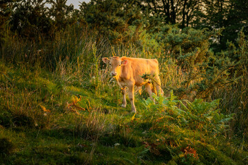Ternero del País Vasco