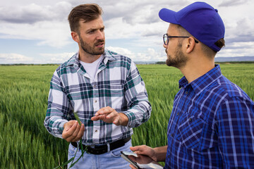 Two farmers standing in green wheat field examining crop during the day.