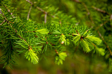 Green branch of larch with tiny leaves on the blue and brown background. Brown cone of larch. Wild plants in spring 