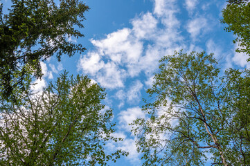Green forest with pines, spruces, larches and birches on the background with blue sky. Bright summer day. Bottom view of tree crowns
