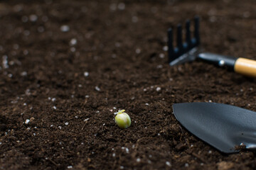 Gardening tools shovels, rakes, with a seed for planting on a black background of the earth. View...
