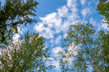 Green forest with pines, spruces, larches and birches on the background with blue sky. Bright summer day. Bottom view of tree crowns