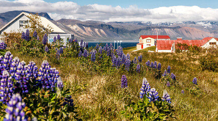 Lovely wooden houses and blooming lupine flovers. Wonderful picturesque Scene at sunny day. famous Arnarstapi village. Saefellsnes peninsula. Amazing nature of Iceland