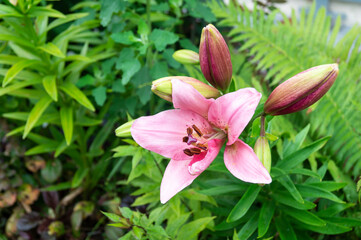 Flower lily rose colour on background green sheet